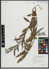 Foto von Salix alba L.